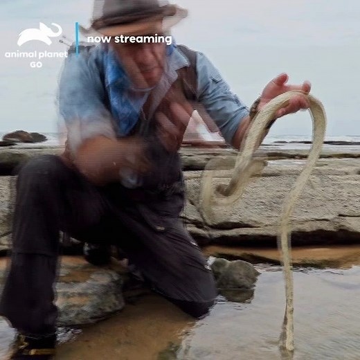 Every animal has a story to tell and Coyote Peterson braves the wild to tell it! Stream the new series, Coyote Peterson: Brave the Wild now on the Animal Planet GO app. | Animal Planet