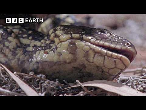Shingleback Lizard Gives Birth to Live Babies in the Wild | Life in Cold Blood | BBC Earth