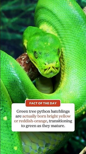 Green tree python facts!