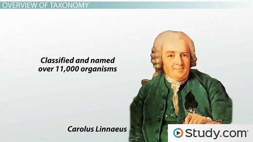 Taxonomy | Definition & Levels of Classification