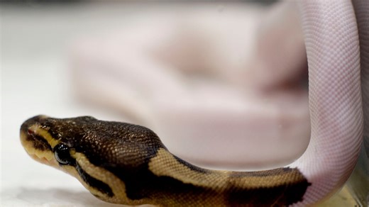 What is a ball python? Here's an explainer on the 'nice cousin' to the Burmese