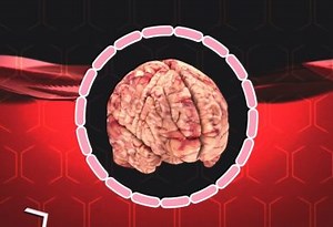 Science 101: The Brain