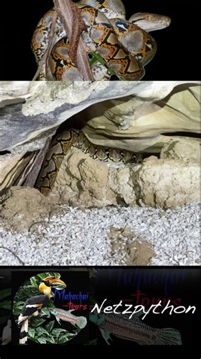 #schlange #snake #python #thailandwildlife #nature #wildlife #netzpython #höhle