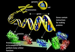 An Introduction to the Basics of How Genetics Work