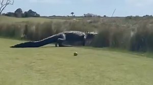 People left stunned after footage shows shocking moment ‘dinosaur’ alligator stroll across golf course