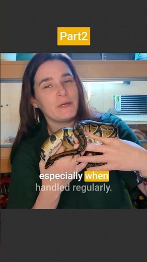 Meet Alice the Royal Python