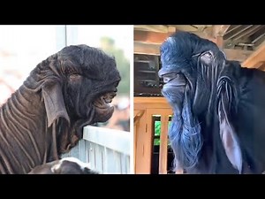 This Goat Looks Like an Alien… But It’s 100% Real 😳🐐