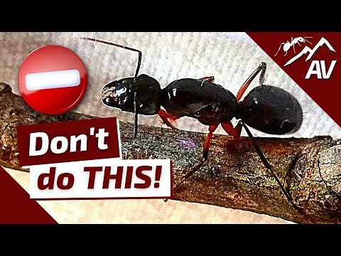 TOP 5 Mistakes in Ant Keeping | How to Raise an Ant Colony