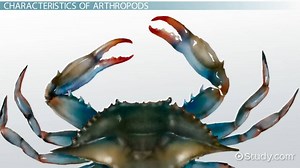 Characteristics of Arthropods Lesson for Kids