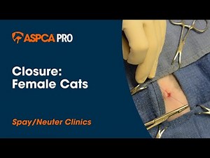 Spay/Neuter Surgery: Closure - Female Cats