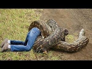 Giant Python Attack On Man