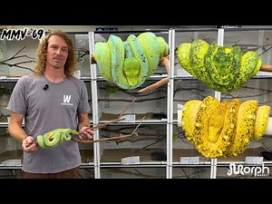Checking Out These INSANE Adult Green Tree Pythons With TX Chondros