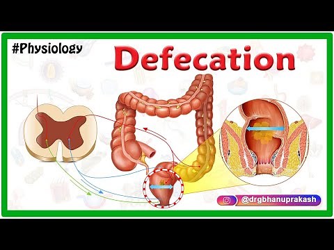 Physiology of Defecation Animation / Defecation reflex / Constipation