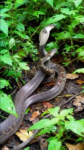 Cobra snake vs Python Snake