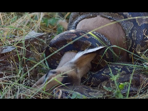 African Rock Python Strangles Impala