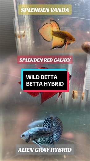 Rare Betta Fish Varieties: Splenden Red Galaxy and Alien Gray Hybrid Explained