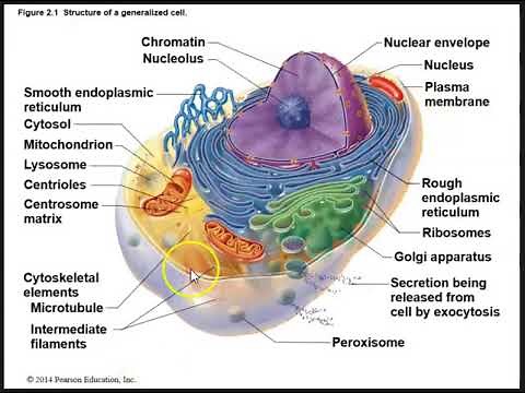 Human Biology lecture: Ch 3- Cell Structure and Function