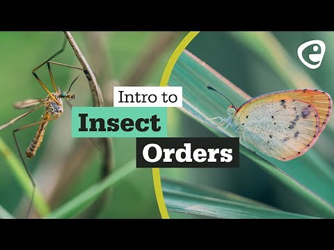 An introduction to Insect Orders