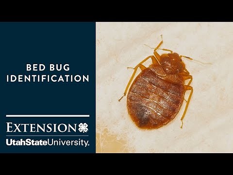 How to Identify Bed Bugs