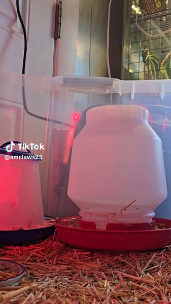 It always feels like an alien abduction when I scoop them up. 🤣 #chicks #chickennuggets #homestead #chickensoftiktok #brooderbox #theclaw #chickens #MomsofTikTok #fyp #oregon #massfollowing #teamworkmakesthedreamwork