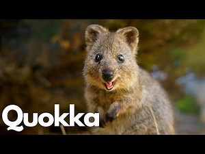 Quokka Chronicles: The Happiest Animal on Earth!