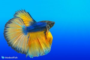 Types Of Betta Fish (Color, Pattern, & Tail Types)