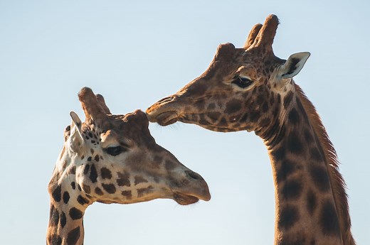 Giraffe webcam – watch the giraffes live on our web cam