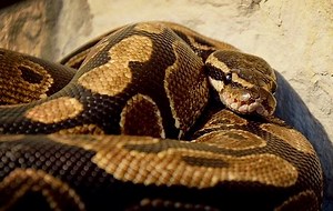 Ball Python Behavior Types and Meanings - Care Guides For Pet Lizards