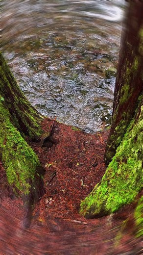 Unusual Alien Growth on Tree: What Is It?