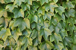 Develop a REST API with .Net Core - Dotnet Playbook