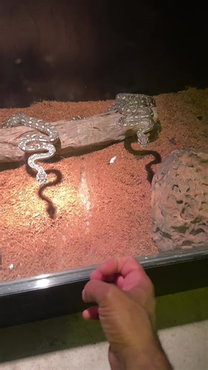 Understanding the Diamond Python Species