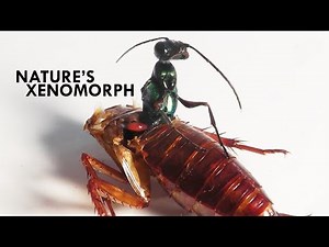 Wasps: The Literal Worst