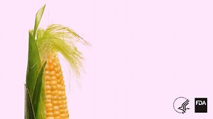 There are only 10 GMO crops available in the U.S. Can you name them? Learn more about GMO crops: go.usa.gov/xGmzr | U.S. Food and Drug Administration