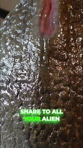 Alien xenomorph egg pod