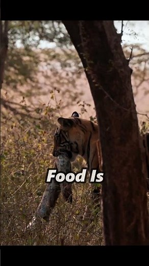 HUNGRY Tiger FIGHTS Python! #nature #hunting #tiger #python #wildlife