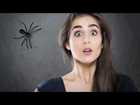 How to Identify a Spider Bite