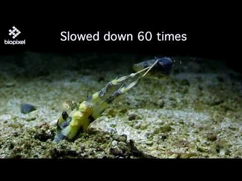 Ultimate alien like spear mantis feeding on fish in slow motion