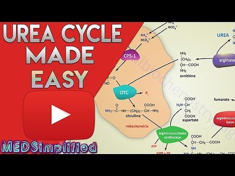 Urea Cycle Made Simple - Biochemistry Video