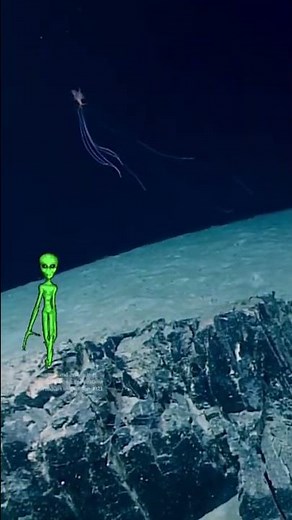 Bigfin Squid: Alien of the deep ocean