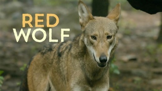 These Red Wolves Are So Important in Saving Their Species From Extinction