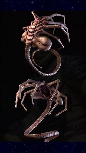 Xenomorph Facehugger