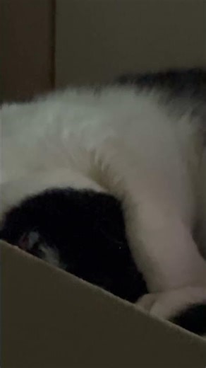 A Wee Box Of Snores #Cat #Piseag #Felix