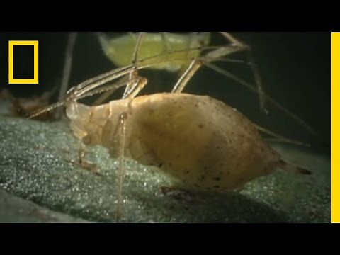 Parasitic Wasps | National Geographic