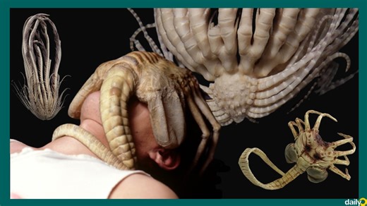 Scientists just found the creepy Facehugger from Alien somewhere in Antarctica