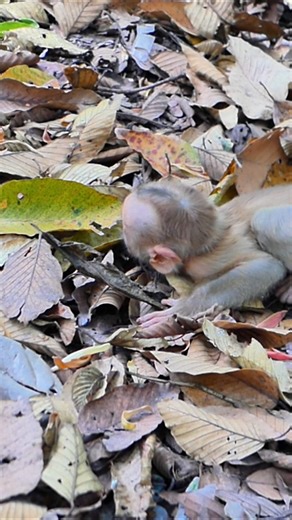 So Sad: Lynx Crying Tears, Mom Gives No Care | Alien TV