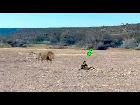 The lion attacked the wrong animal and paid a high price.