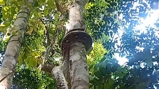 Python wraps itself around tree as it climbs to the top