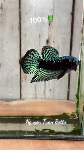 Understanding Wild Betta Alien Samurai Fish