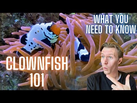 THE Ultimate Clownfish Care Guide - Everything You Need to Know!