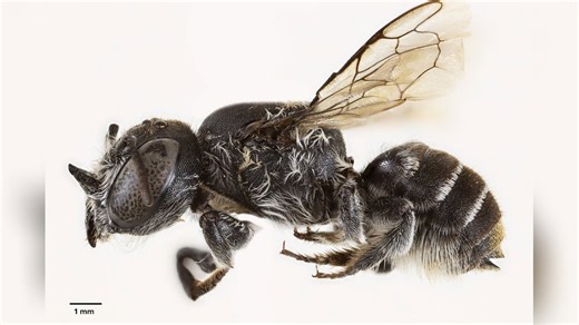 New species: Wild bee with devil horns discovered in Australia